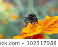 Bee on orange flower isolated on green blurred background. Close up of large striped bee collects honey on yellow flower. Sunny bright day. Macro photography, soft selective focus 102317988