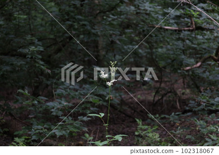 Queen of the meadow flowers in the summer forest  102318067