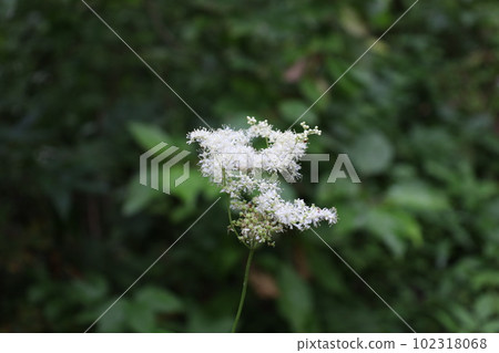 Queen of the meadow flowers in the summer forest Queen of the meadow flowers in the summer forest 102318068