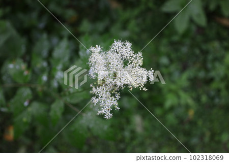 Queen of the meadow flowers in the summer forest  102318069