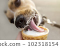 Portrait cute little dog eating vanilla ice cream with strawberry jam in waffle horn. Sunny hot summer day in the city, charming cute pets. Lifestyle photos. Good positive mood. Selective focus 102318154