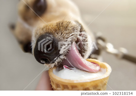 Portrait cute little dog eating vanilla ice cream with strawberry jam in waffle horn. Sunny hot summer day in the city, charming cute pets. Lifestyle photos. Good positive mood. Selective focus Portrait cute little dog eating vanilla ice cream with strawberry jam in waffle horn. Sunny hot summer day in the city, charming cute pets. Lifestyle photos. Good positive mood. Selective focus 102318154