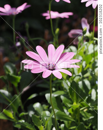 pink flowers of osteospermum pink flowers of osteospermum 102318202