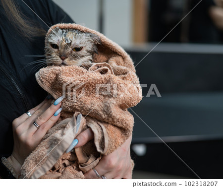 Woman wiping after washing a gray cat with a beige towel.  102318207