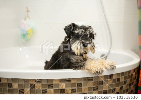 The Schnauzer dog is standing in the bathroom and waiting for the owner. Wash your paws after a walk 102318530