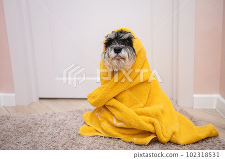 A black and silver Schnauzer sits on the carpet under a yellow towel. shows the language 102318531