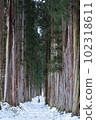 Cedar trees of Togakushi Shrine 102318611