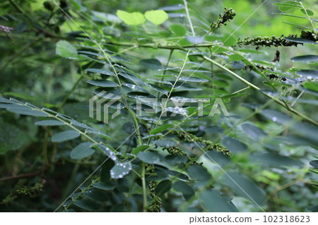 Amorpha fruticosa in the rainy forest, leaves and reflections  102318623
