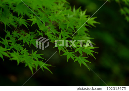 Blue maple / Japanese style image Blue maple / Japanese style image 102318675