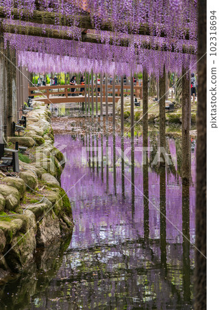 Tennogawa Park, wisteria in full bloom <Tsushima City, Aichi Prefecture> Tennogawa Park, wisteria in full bloom <Tsushima City, Aichi Prefecture> 102318694