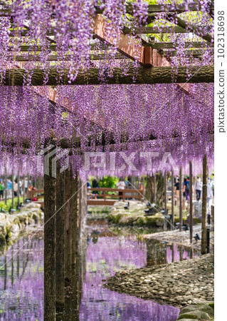 Tennogawa Park, wisteria in full bloom <Tsushima City, Aichi Prefecture> Tennogawa Park, wisteria in full bloom <Tsushima City, Aichi Prefecture> 102318698