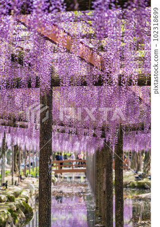Tennogawa Park, wisteria in full bloom <Tsushima City, Aichi Prefecture> Tennogawa Park, wisteria in full bloom <Tsushima City, Aichi Prefecture> 102318699