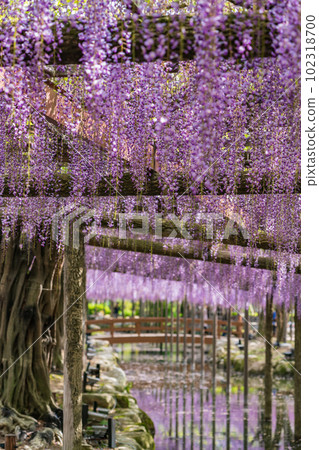 天王川公園，紫藤盛開 <愛知縣對馬市> 102318700