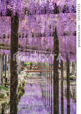Tennogawa Park, wisteria in full bloom <Tsushima City, Aichi Prefecture> Tennogawa Park, wisteria in full bloom <Tsushima City, Aichi Prefecture> 102318725