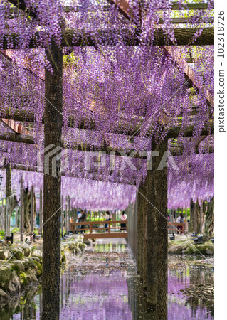 天王川公園,紫藤盛開 <愛知縣對馬市> 天王川公園,紫藤盛開 <愛知縣對馬市> 102318726
