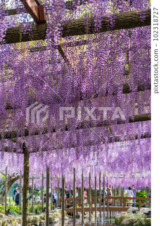 天王川公園,紫藤盛開 <愛知縣對馬市> 天王川公園,紫藤盛開 <愛知縣對馬市> 102318727
