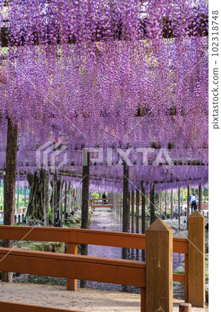 Tennogawa Park, wisteria in full bloom <Tsushima City, Aichi Prefecture> 102318748