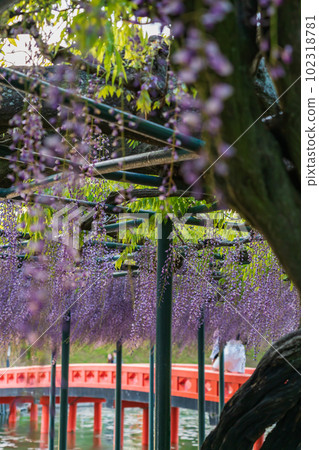 Tennogawa Park, wisteria in full bloom <Tsushima City, Aichi Prefecture> Tennogawa Park, wisteria in full bloom <Tsushima City, Aichi Prefecture> 102318781