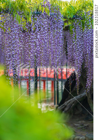 Tennogawa Park, wisteria in full bloom <Tsushima City, Aichi Prefecture> Tennogawa Park, wisteria in full bloom <Tsushima City, Aichi Prefecture> 102318817