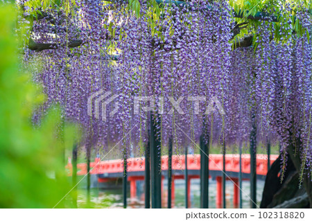 天王川公園,紫藤盛開 <愛知縣對馬市> 天王川公園,紫藤盛開 <愛知縣對馬市> 102318820