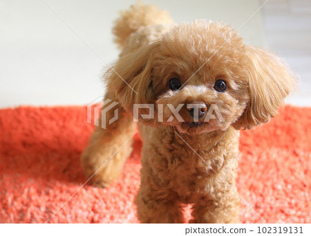 toy poodle  toy poodle  102319131