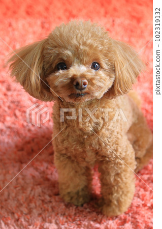 toy poodle  102319132