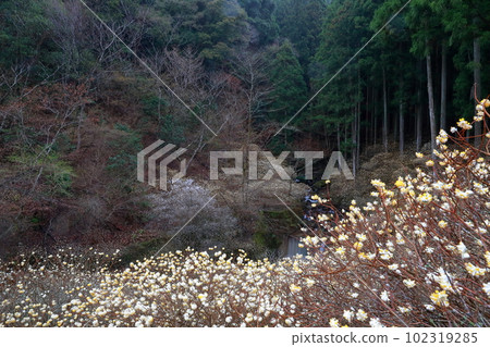 Flower of a plant that is used as a raw material for banknotes and Japanese paper (Mitsumata, Shinshiro City, Aichi Prefecture) 102319285