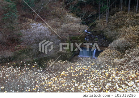 Forest mountain stream rich in nature (Mitsumata, Shinshiro City, Aichi Prefecture) 102319286