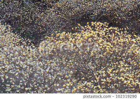 Flowers that signal the arrival of spring (Mitsumata, Shinshiro City, Aichi Prefecture) 102319290