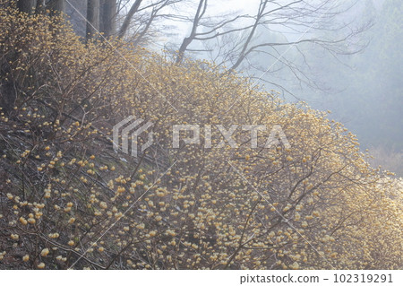 春天到來的花(愛知縣新城市三又) 春天到來的花(愛知縣新城市三又) 102319291