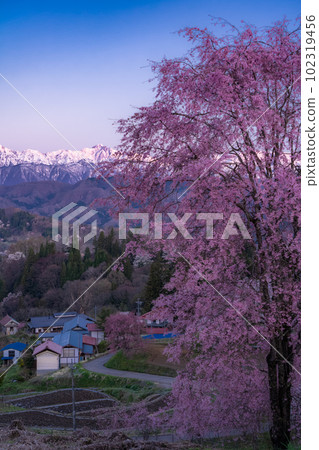 《Nagano Prefecture》Cherry blossoms in full bloom and the mountains of the Northern Alps and cherry blossoms in the guardhouse 102319456