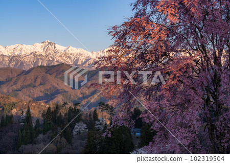 《長野縣》盛開的櫻花和北阿爾卑斯山和警衛室的櫻花 102319504