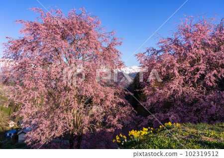 《長野縣》盛開的櫻花和北阿爾卑斯山和警衛室的櫻花 102319512
