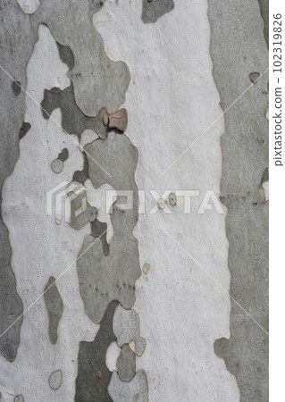 London plane 102319826