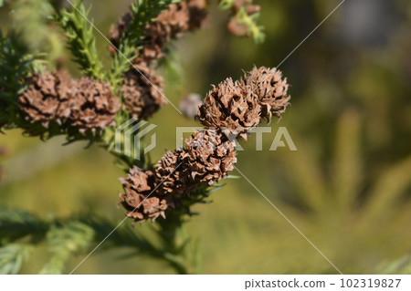 Japanese cedar 102319827