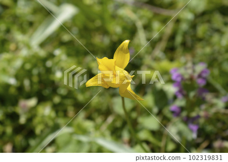 Wild Tulip 102319831