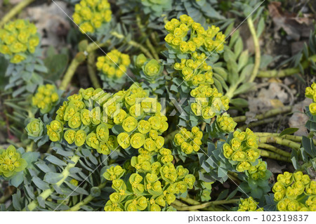 Myrtle spurge Myrtle spurge 102319837