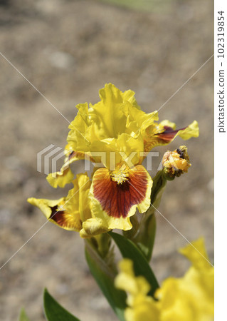 Standard Dwarf Bearded Iris Ultimate 102319854