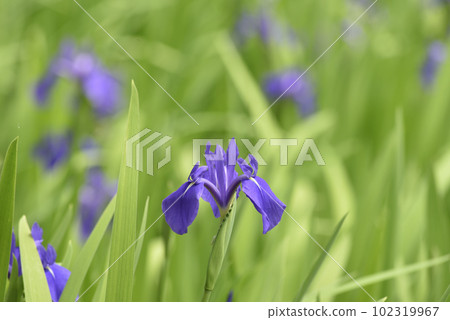 日本牡蠣 日本牡蠣 102319967