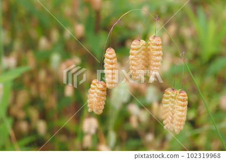 Cobanso花 Cobanso花 102319968