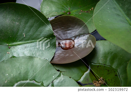 A lotus leaf with large drops of water 102319972