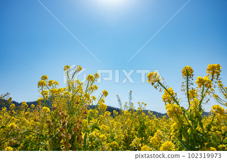 Rape blossoms blooming under the clear sky Rape blossoms blooming under the clear sky 102319973