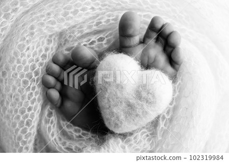 The tiny foot of a newborn baby. Soft feet of a new born in a wool blanket. Close up of toes, heels and feet of a newborn. Knitted heart in the legs of baby. Macro photography. Black and white.  102319984