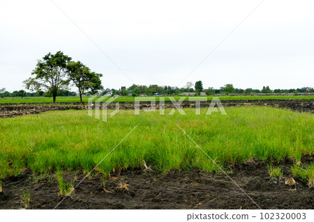 Green field agriculture area in thailand Green field agriculture area in thailand 102320003