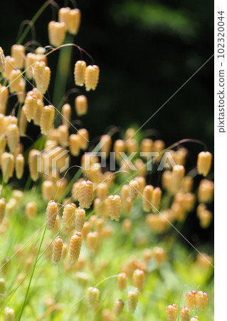 Cobanso花 Cobanso花 102320044