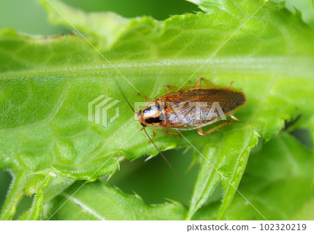 Molybirdle cockroach 102320219