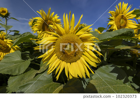 Sunflower field with flowers and bees 102320373