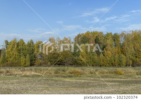 Yellowing birch foliage in October Yellowing birch foliage in October 102320374