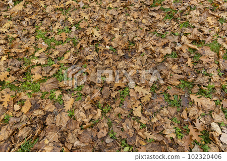 Dull orange foliage on trees in autumn cloudy weather 102320406