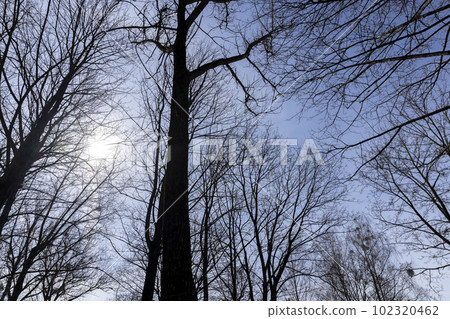 Branches of deciduous trees in the park in spring sunny weather Branches of deciduous trees in the park in spring sunny weather 102320462